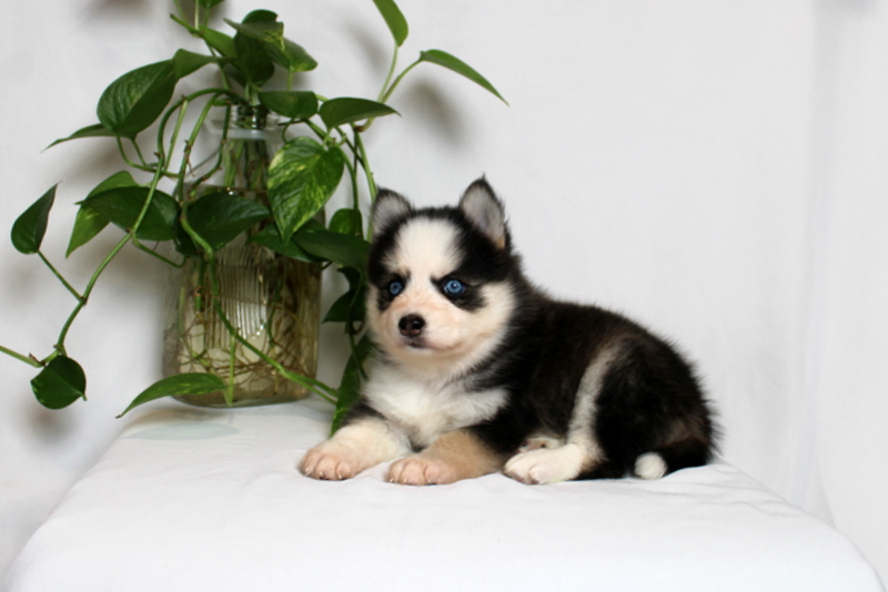 puppy, for, sale, Pomsky, Matthew B. Stoltzfus, dog, breeder, Gap, PA, dog-breeder, puppy-for-sale, forsale, nearby, find, puppyfind, locator, puppylocator, aca